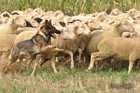 VDL Bundeshüten 2015 / Bild 54 von 169 / 12.09.2015 15:26 / DSC_8040.JPG