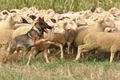 VDL Bundeshüten 2015 / Bild 54 von 169 / 12.09.2015 15:26 / DSC_8040.JPG