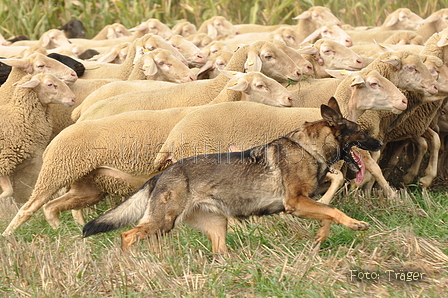 VDL Bundeshüten 2015 / Bild 55 von 169 / 12.09.2015 15:26 / DSC_8042.JPG