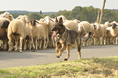 VDL Bundeshüten 2015 / Bild 57 von 169 / 12.09.2015 15:28 / DSC_8097.JPG