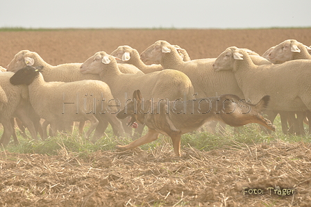 VDL Bundeshüten 2015 / Bild 60 von 169 / 12.09.2015 15:31 / DSC_8137.JPG