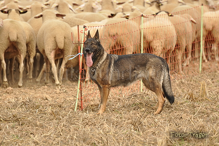 VDL Bundeshüten 2015 / Bild 63 von 169 / 12.09.2015 15:33 / DSC_8161.JPG