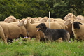 VDL Bundeshüten 2015 / Bild 150 von 169 / 13.09.2015 12:04 / DSC_0741.JPG