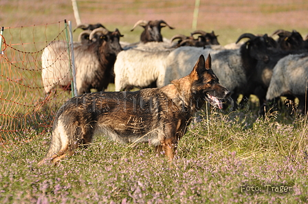 VDL Landeshüten Niedersachsen 2015 / Bild 1 von 33 / 22.08.2015 09:48 / DSC_2774.JPG