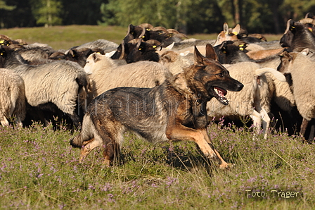 VDL Landeshüten Niedersachsen 2015 / Bild 3 von 33 / 22.08.2015 10:02 / DSC_2883.JPG