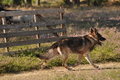 VDL Landeshüten Niedersachsen 2015 / Bild 6 von 33 / 22.08.2015 10:05 / DSC_2942.JPG