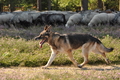 VDL Landeshüten Niedersachsen 2015 / Bild 7 von 33 / 22.08.2015 10:05 / DSC_2964.JPG