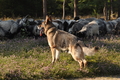 VDL Landeshüten Niedersachsen 2015 / Bild 8 von 33 / 22.08.2015 10:06 / DSC_2994.JPG