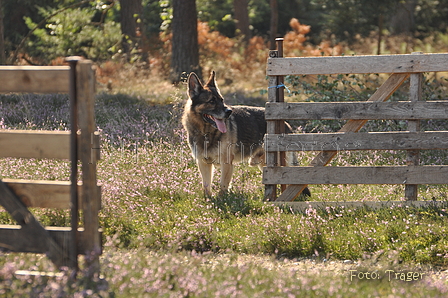 VDL Landeshüten Niedersachsen 2015 / Bild 9 von 33 / 22.08.2015 10:16 / DSC_3079.JPG