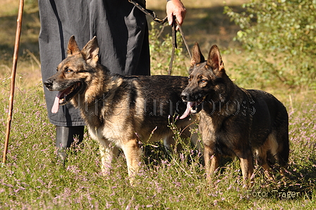 VDL Landeshüten Niedersachsen 2015 / Bild 11 von 33 / 22.08.2015 10:29 / DSC_3147.JPG