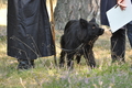 VDL Landeshüten Niedersachsen 2015 / Bild 12 von 33 / 22.08.2015 10:40 / DSC_3176.JPG