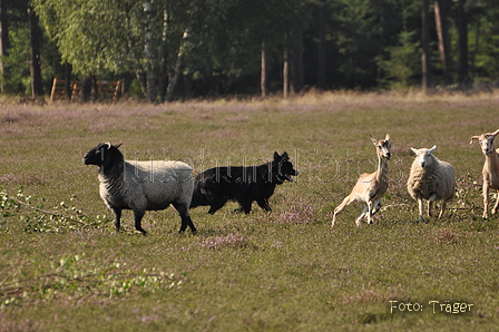 VDL Landeshüten Niedersachsen 2015 / Bild 16 von 33 / 22.08.2015 10:59 / DSC_3307.JPG