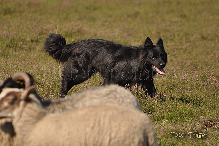 VDL Landeshüten Niedersachsen 2015 / Bild 17 von 33 / 22.08.2015 11:01 / DSC_3327.JPG