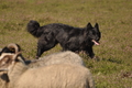 VDL Landeshüten Niedersachsen 2015 / Bild 17 von 33 / 22.08.2015 11:01 / DSC_3327.JPG