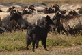 VDL Landeshüten Niedersachsen 2015 / Bild 18 von 33 / 22.08.2015 11:03 / DSC_3353.JPG