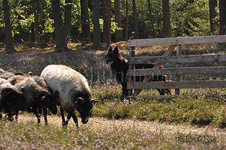 VDL Landeshüten Niedersachsen 2015 / Bild 20 von 33 / 22.08.2015 11:10 / DSC_3458.JPG