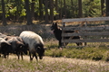 VDL Landeshüten Niedersachsen 2015 / Bild 20 von 33 / 22.08.2015 11:10 / DSC_3458.JPG