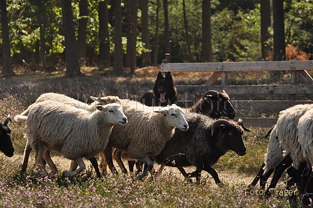 VDL Landeshüten Niedersachsen 2015 / Bild 21 von 33 / 22.08.2015 11:10 / DSC_3477.JPG