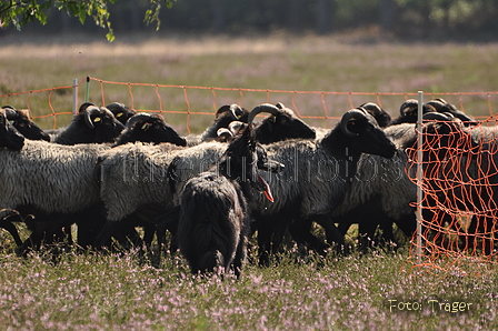 VDL Landeshüten Niedersachsen 2015 / Bild 22 von 33 / 22.08.2015 11:18 / DSC_3567.JPG