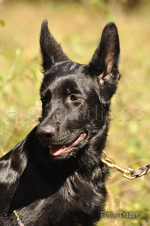 VDL Landeshüten Niedersachsen 2015 / Bild 26 von 33 / 22.08.2015 13:07 / DSC_3990.JPG