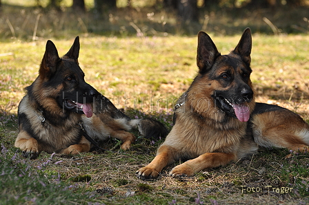 VDL Landeshüten Niedersachsen 2015 / Bild 31 von 33 / 22.08.2015 14:10 / DSC_4140.JPG