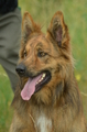 Zuchttauglichkeitspr&uuml;fung P&ouml;hlde 2024 / Bild 63 von 88 / 29.06.2024 14:25 / DSC_1148.JPG