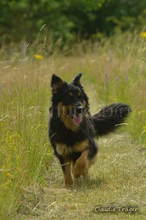 Zuchttauglichkeitspr&uuml;fung P&ouml;hlde 2024 / Bild 75 von 88 / 29.06.2024 15:44 / DSC_1723.JPG