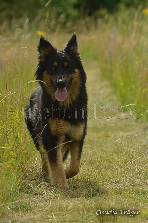 Zuchttauglichkeitspr&uuml;fung P&ouml;hlde 2024 / Bild 76 von 88 / 29.06.2024 15:44 / DSC_1728.JPG