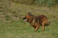 Zuchttauglichkeitsprüfung Undeloh 2022 / Bild 73 von 156 / 06.11.2022 13:47 / DSC_2446.JPG