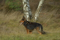 Vorschau von Bild 84 von 156