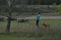 Zuchttauglichkeitsprüfung Undeloh 2022 / Bild 141 von 156 / 06.11.2022 15:33 / DSC_3871.JPG